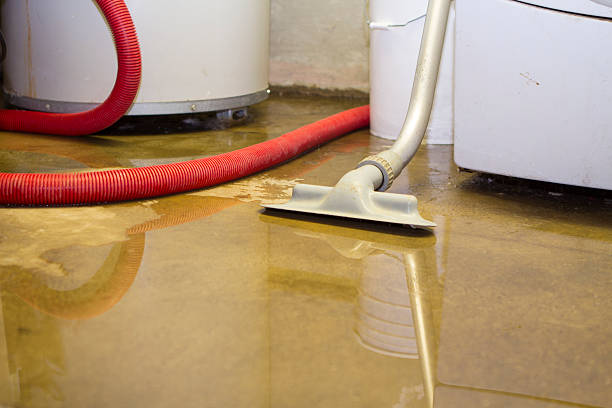 Best Mold removal after water damage  in Verona, VA